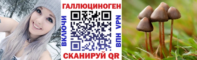 Галлюциногенные грибы Psilocybe  hydra tor  Асино  как найти закладки 